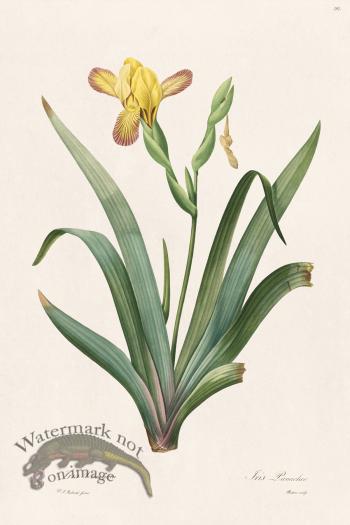 Les Liliacees Redoute 292